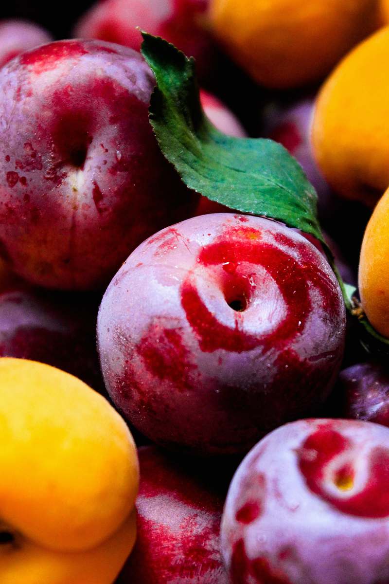 plant red apples fruit