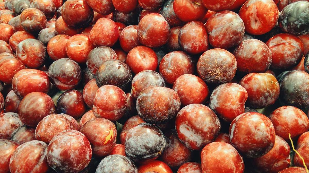 fruit red berries photo plum