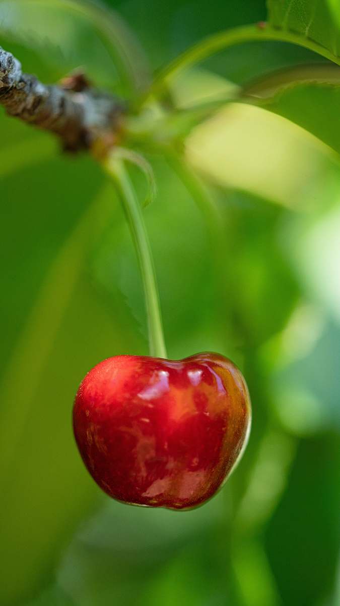 plant red cherry fruit apple