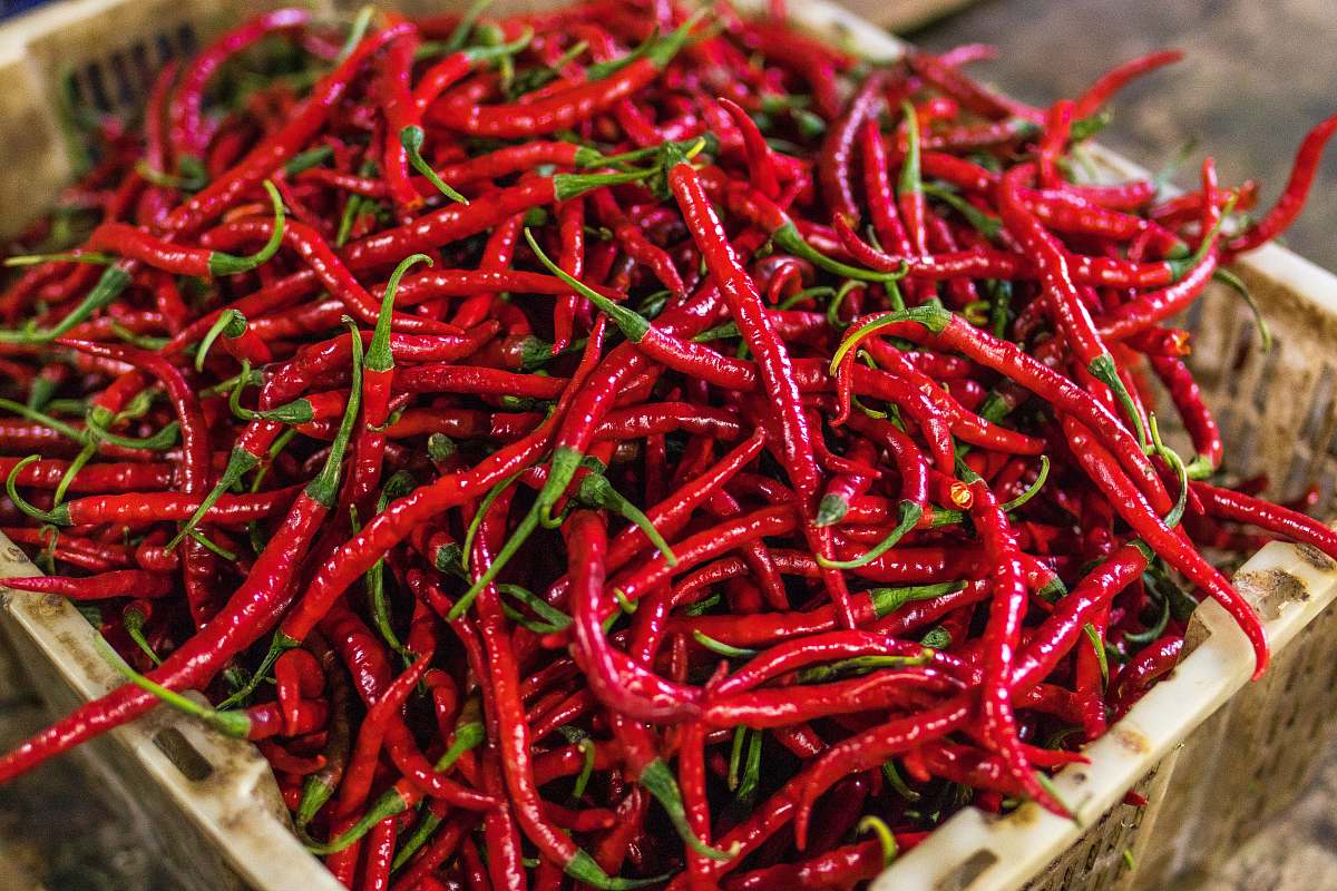 vegetable red chilies pepper