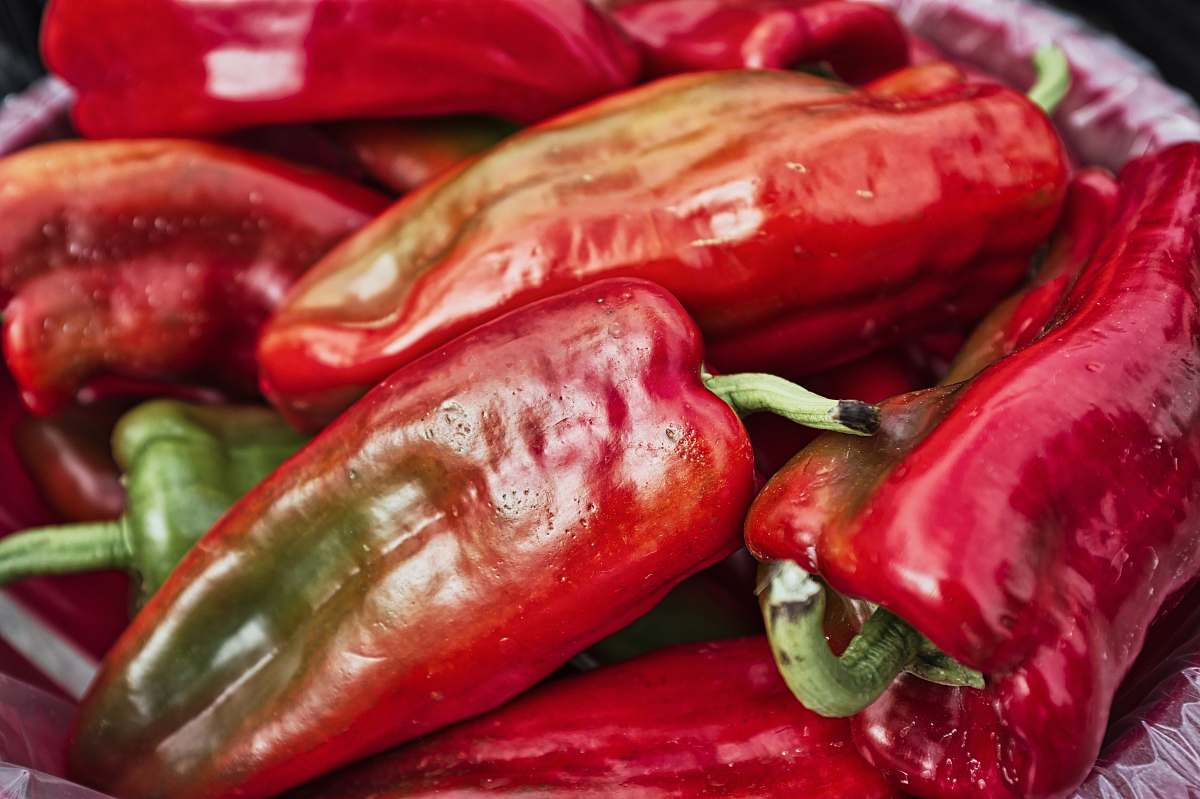plant red chilli lot animal