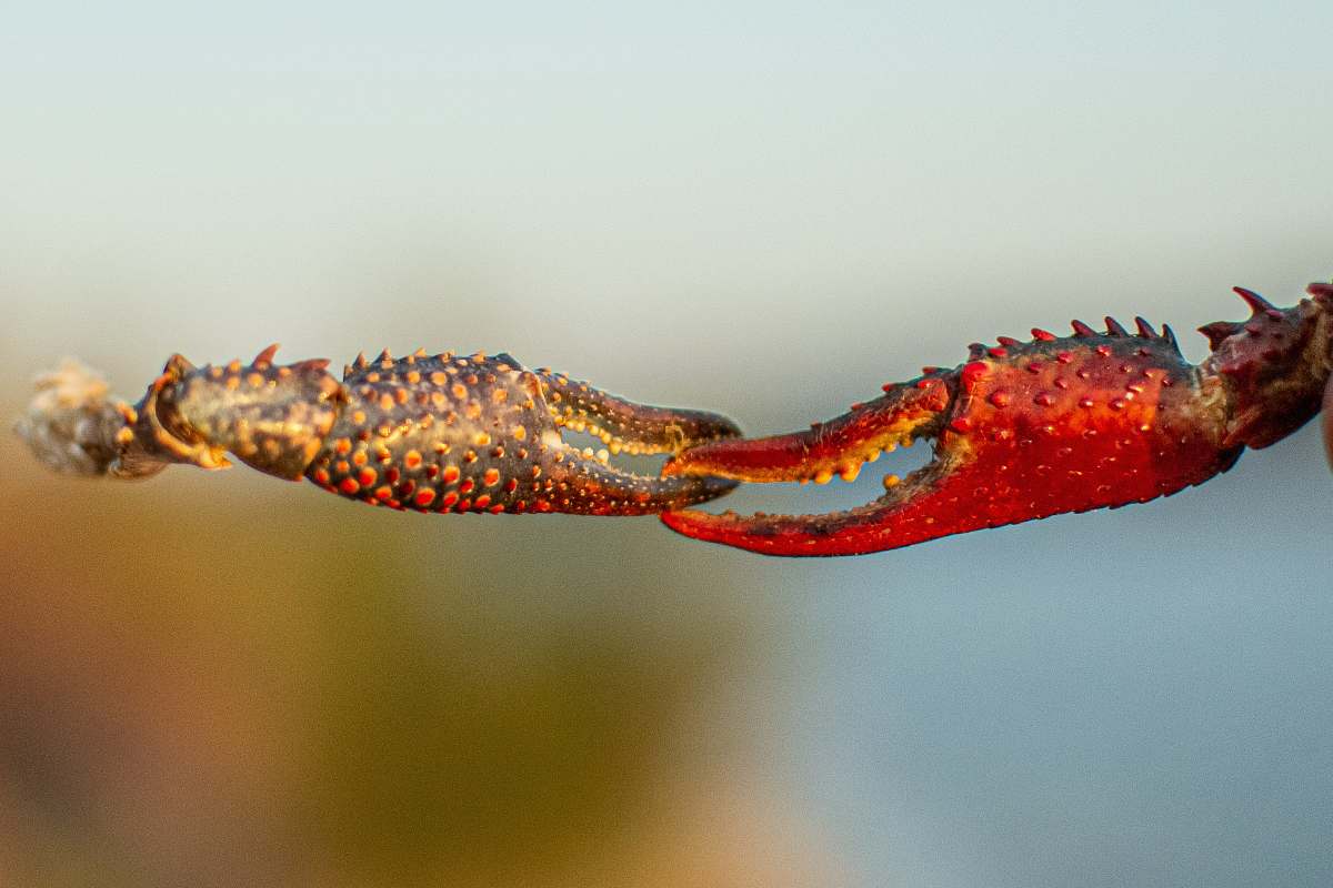 animal red crab lobster
