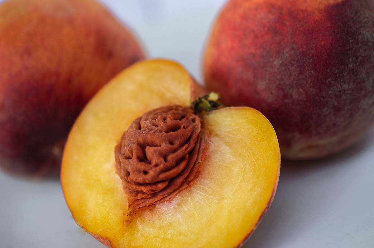 plant red fruit apple