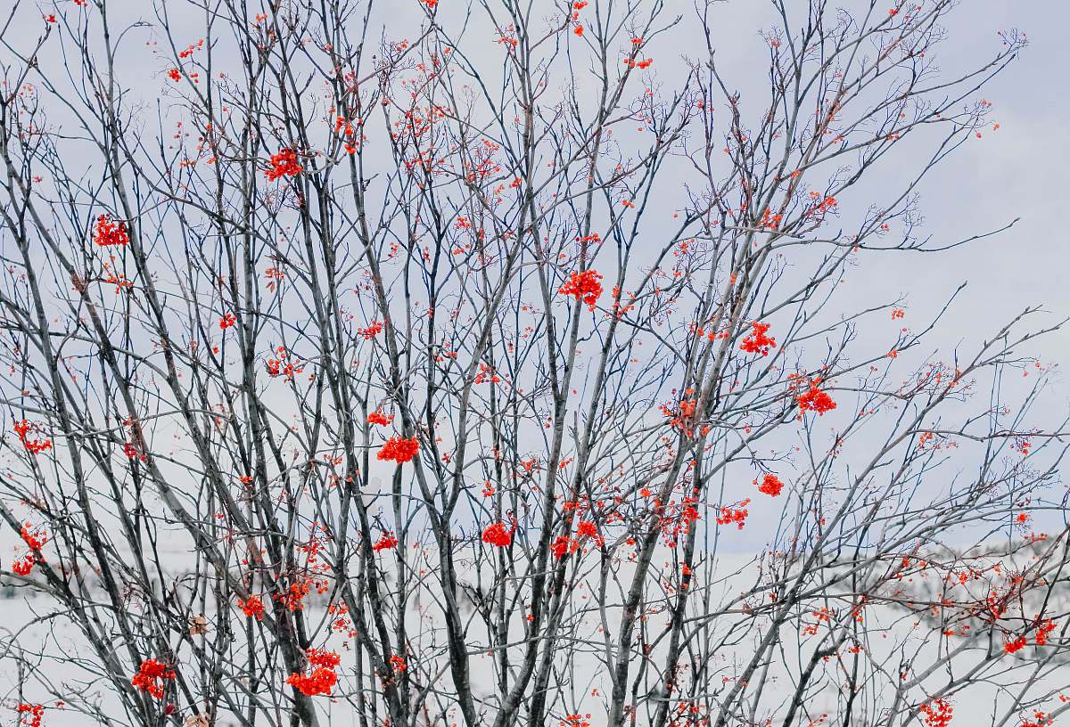 plant red petaled flower tree produce
