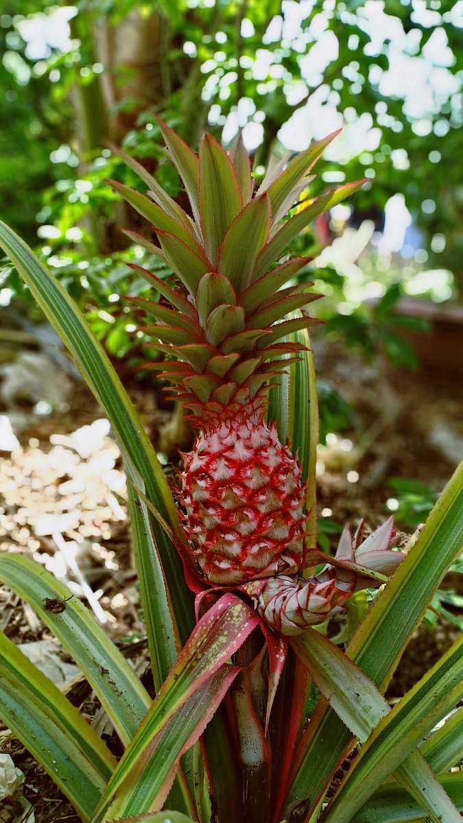 plant red pineapple fruit