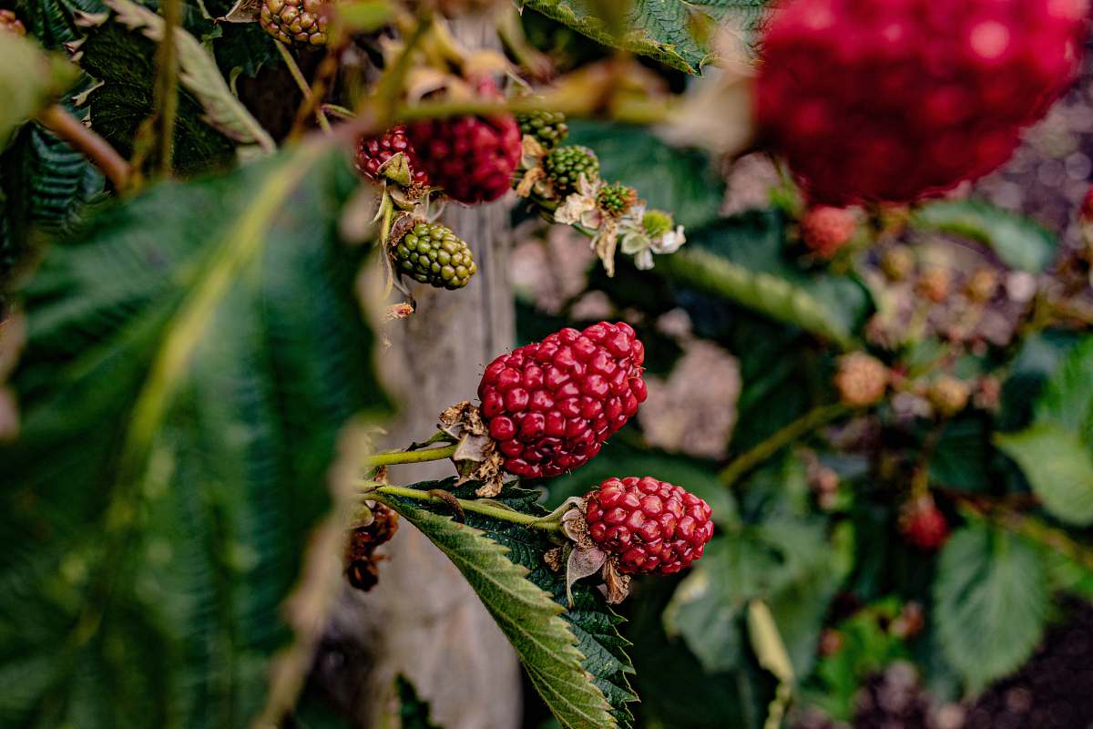 plant red raspberries fruit