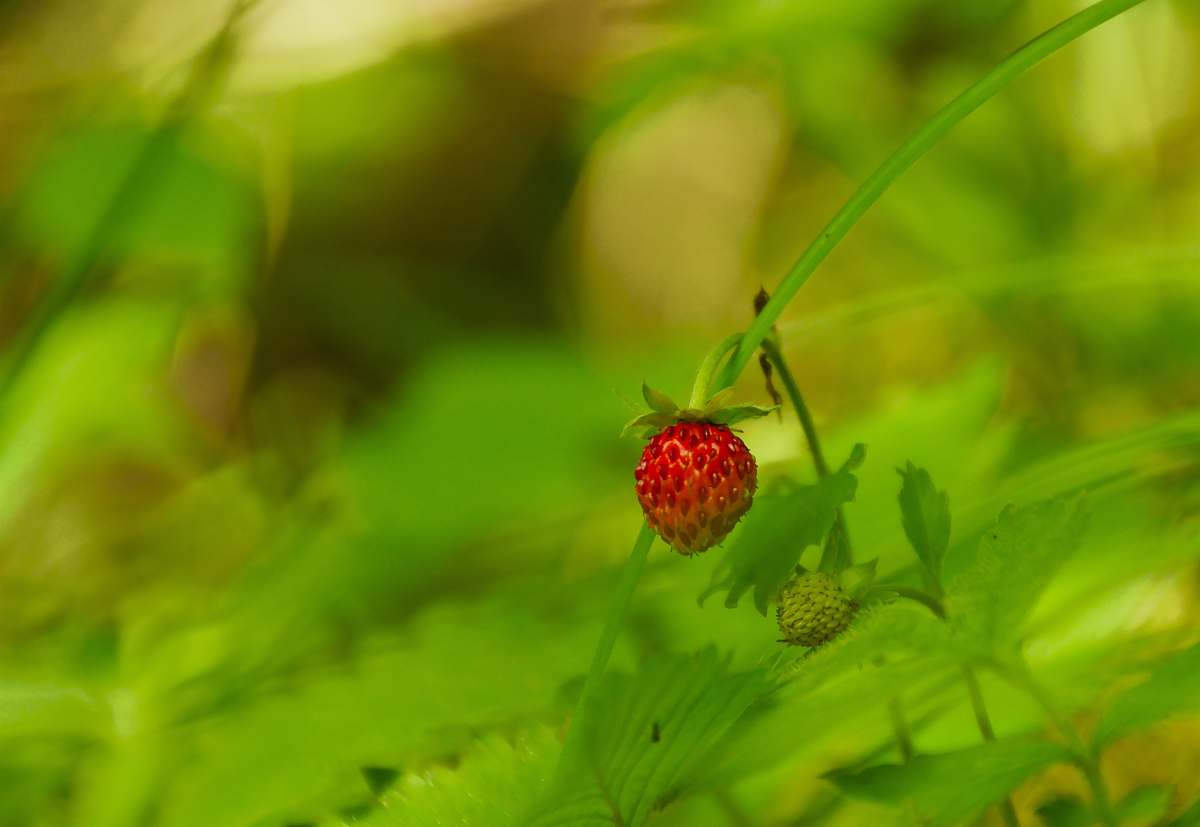 fruit red strawberry fruit plant