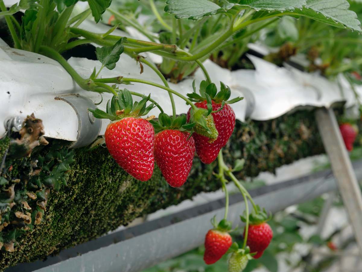 plant red strawberry fruits fruit