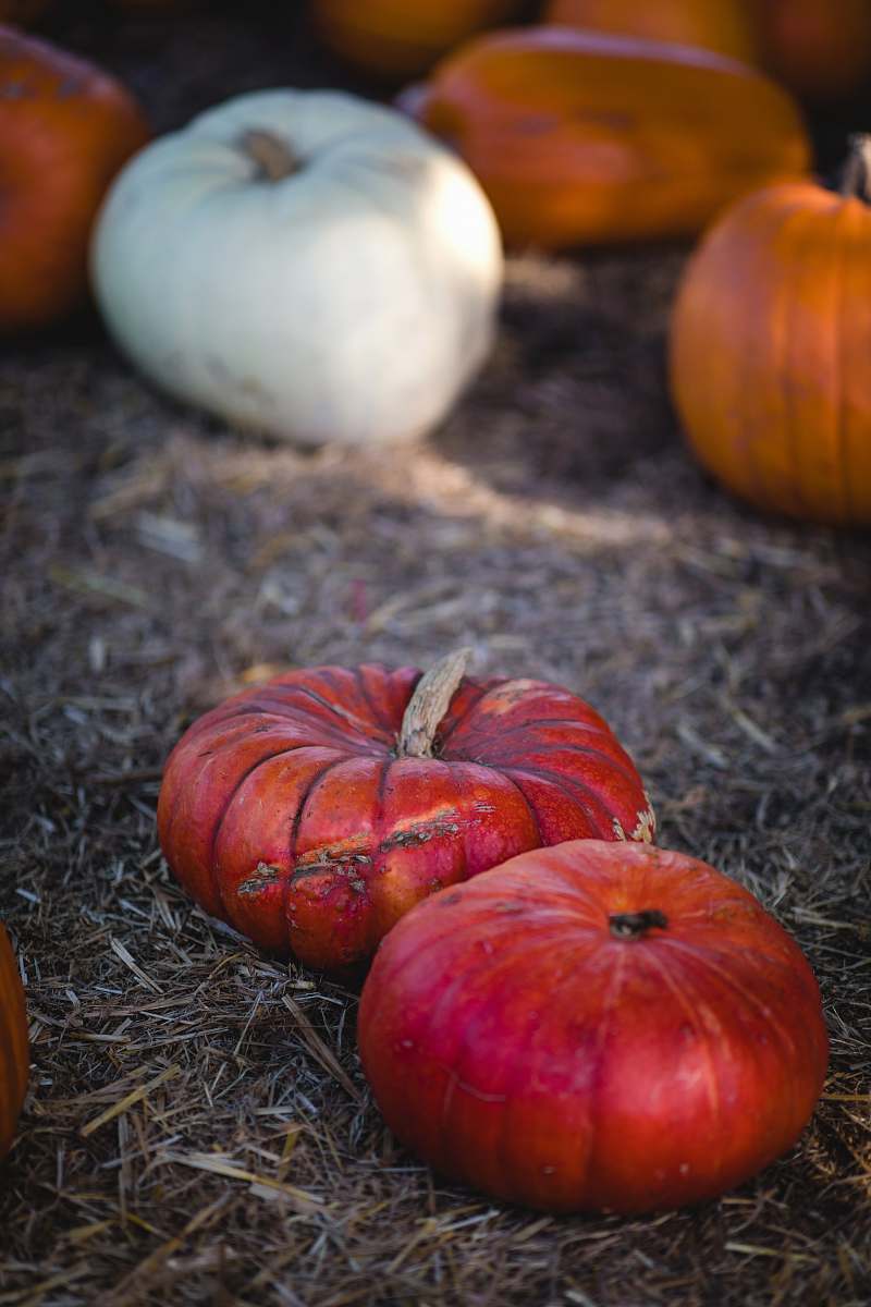 fruit red, white, and orange pumpkins apple