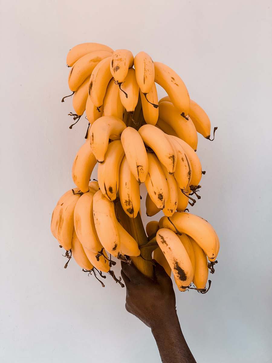 plant ripe bananas fruit