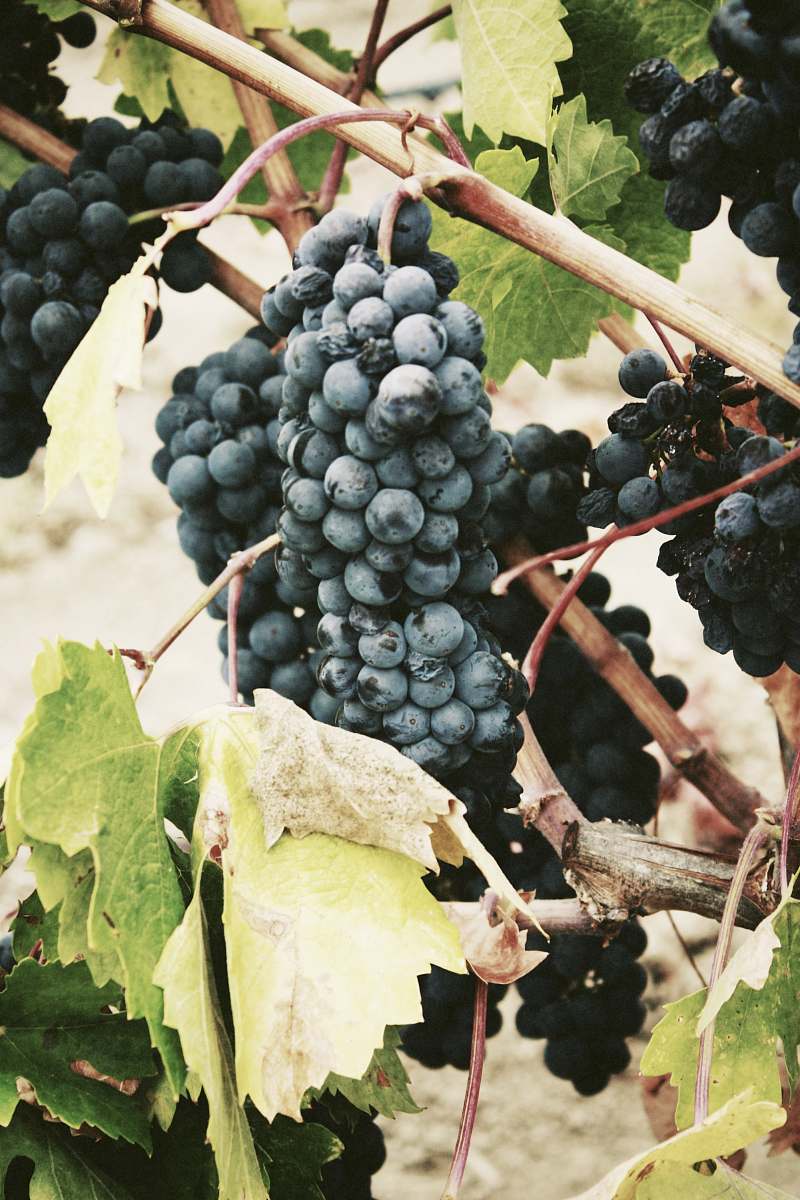 fruit ripe grape grapes