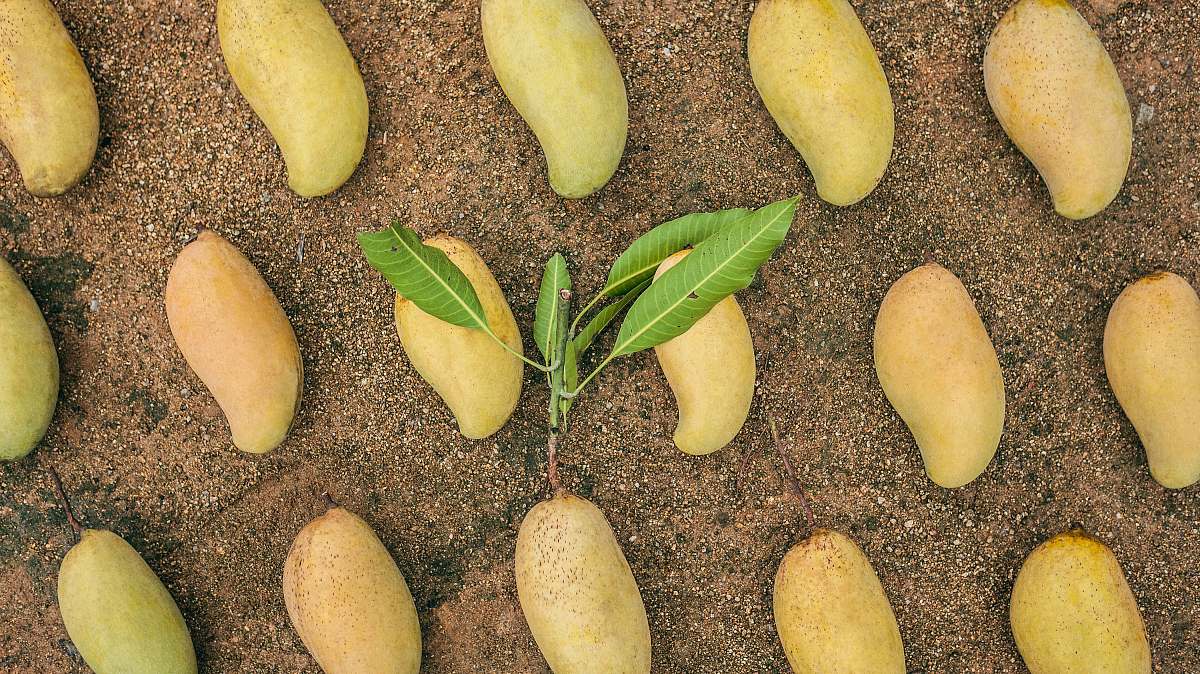 plant ripe mangoes fruit