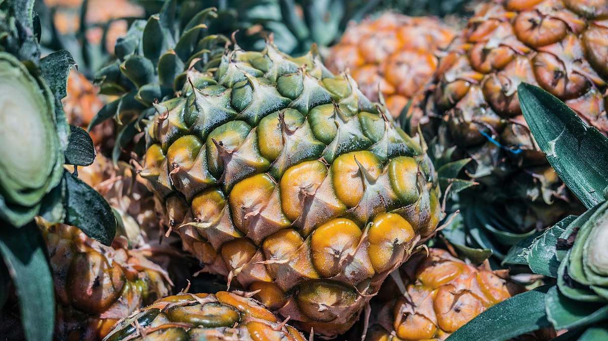 fruit ripe pineapple plant