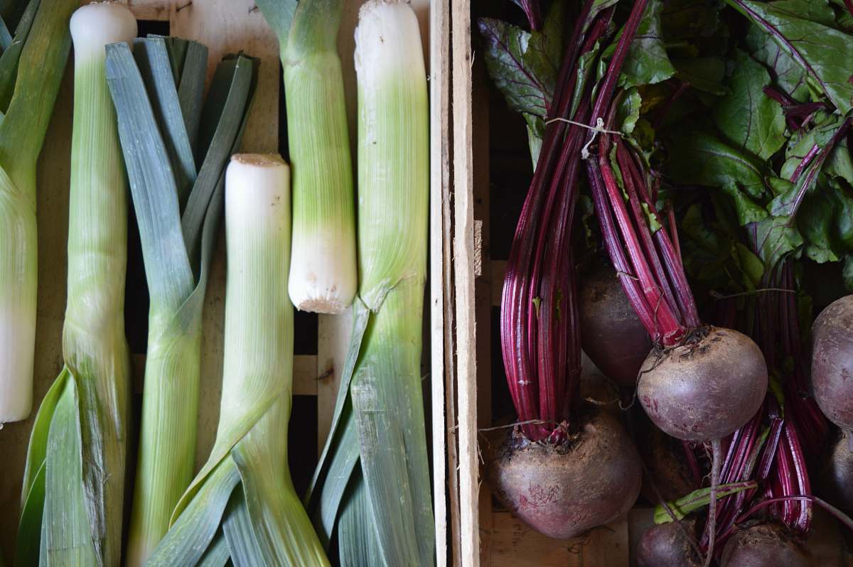 plant root crop and scallion collage produce