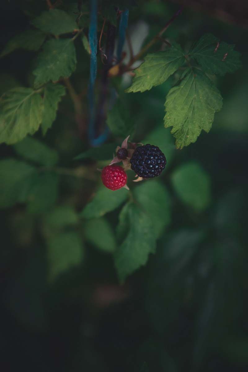 raspberry round black and red raspberry plant