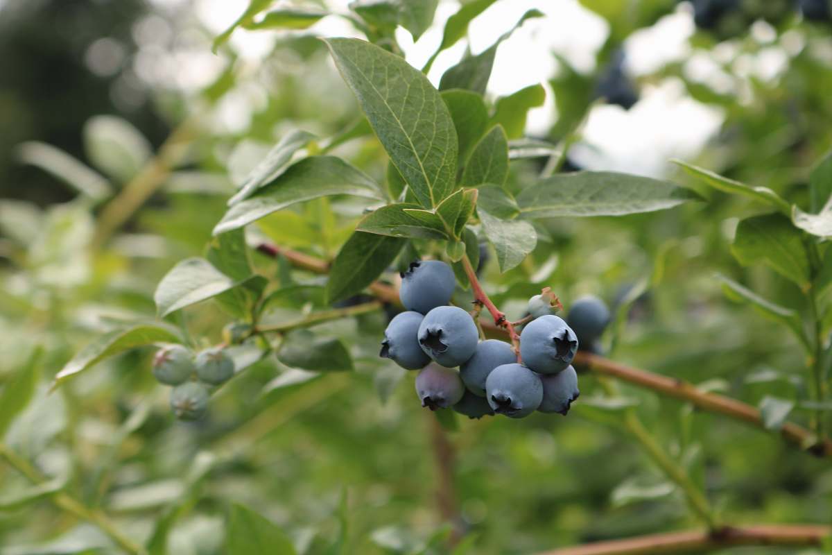 fruit round black fruits blueberry