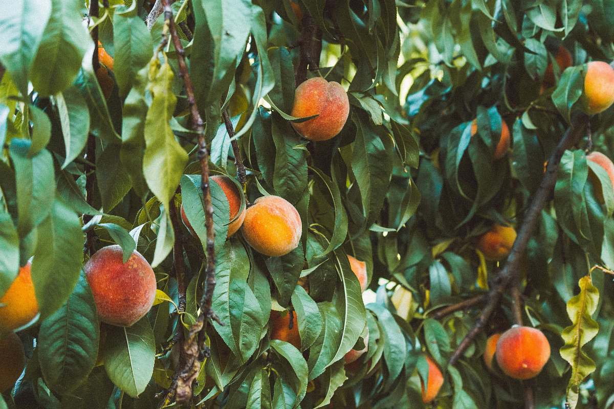 plant round brown fruits citrus fruit