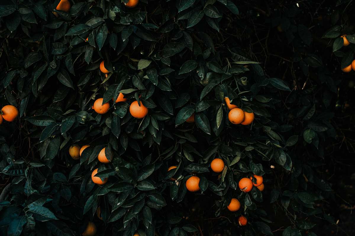 plant round orange fruit fruit