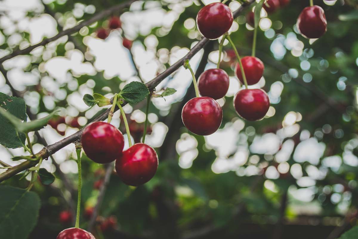 fruit round red fruits cherry