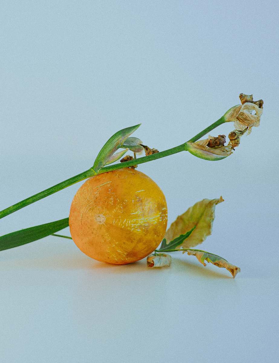 fruit round yellow fruit citrus fruit