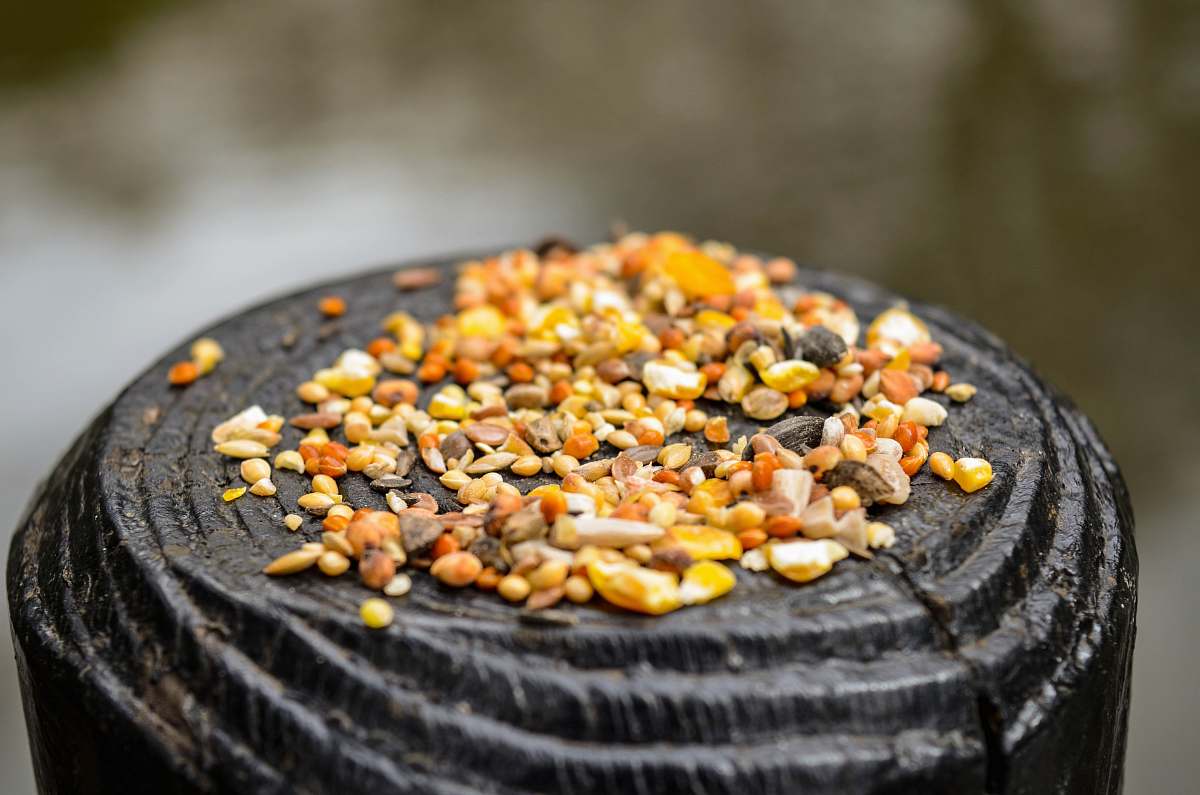 plant seeds on black surface produce