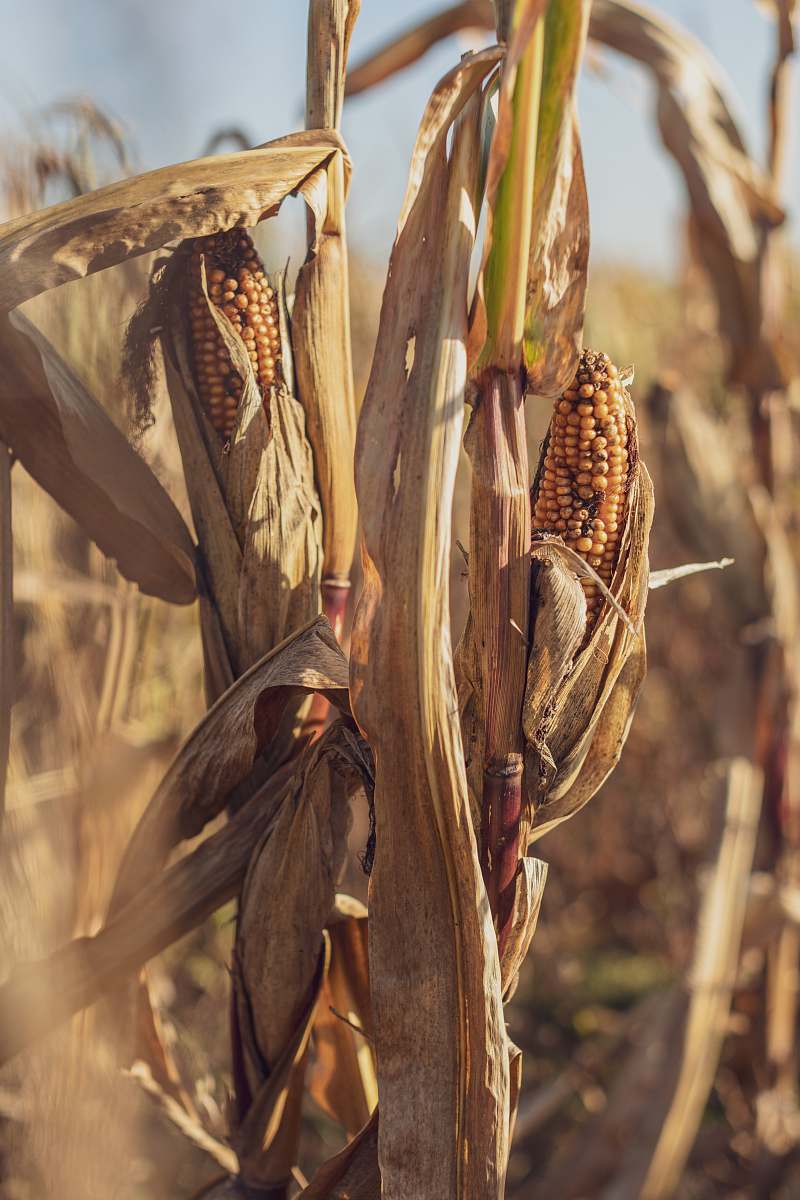 plant selective focus of brown corn field during daytime vegetable