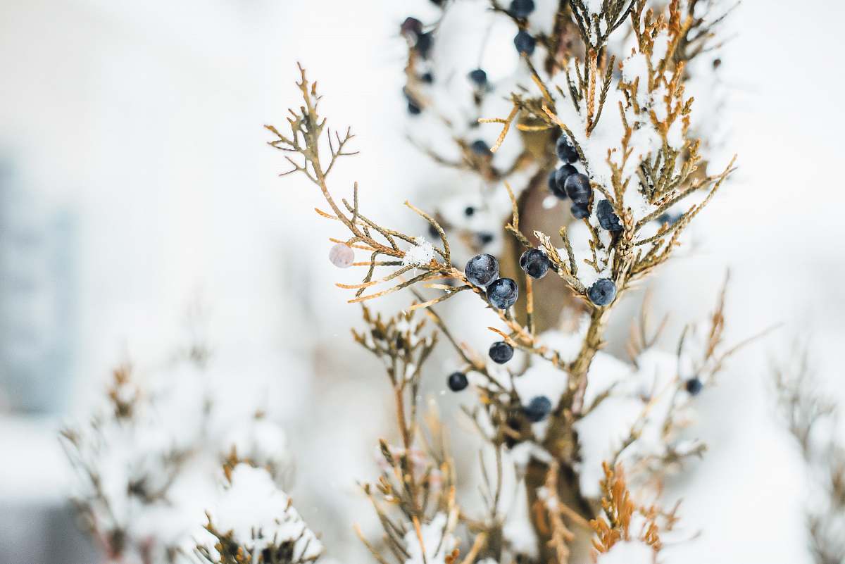 plant selective focus photo of berries blueberry