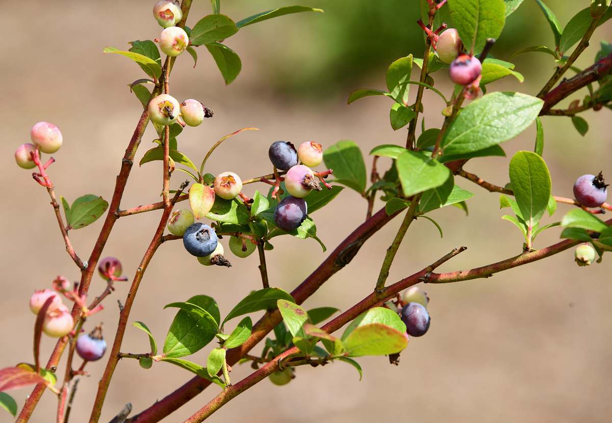 fruit selective focus photo of blueberries blueberry