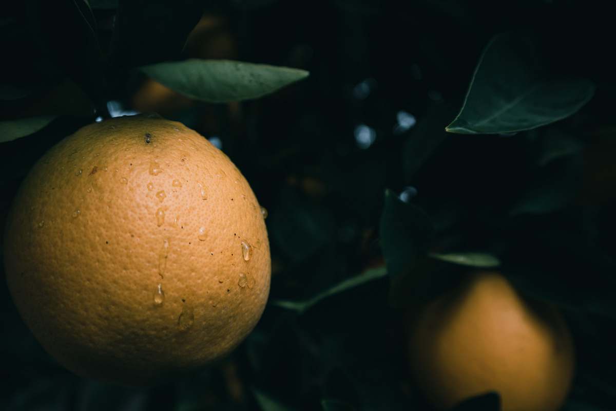 fruit selective focus photo of citrus fruit citrus fruit