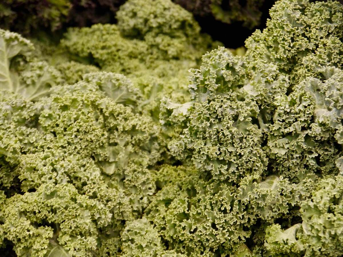 kale selective focus photo of green-leafed plants cabbage