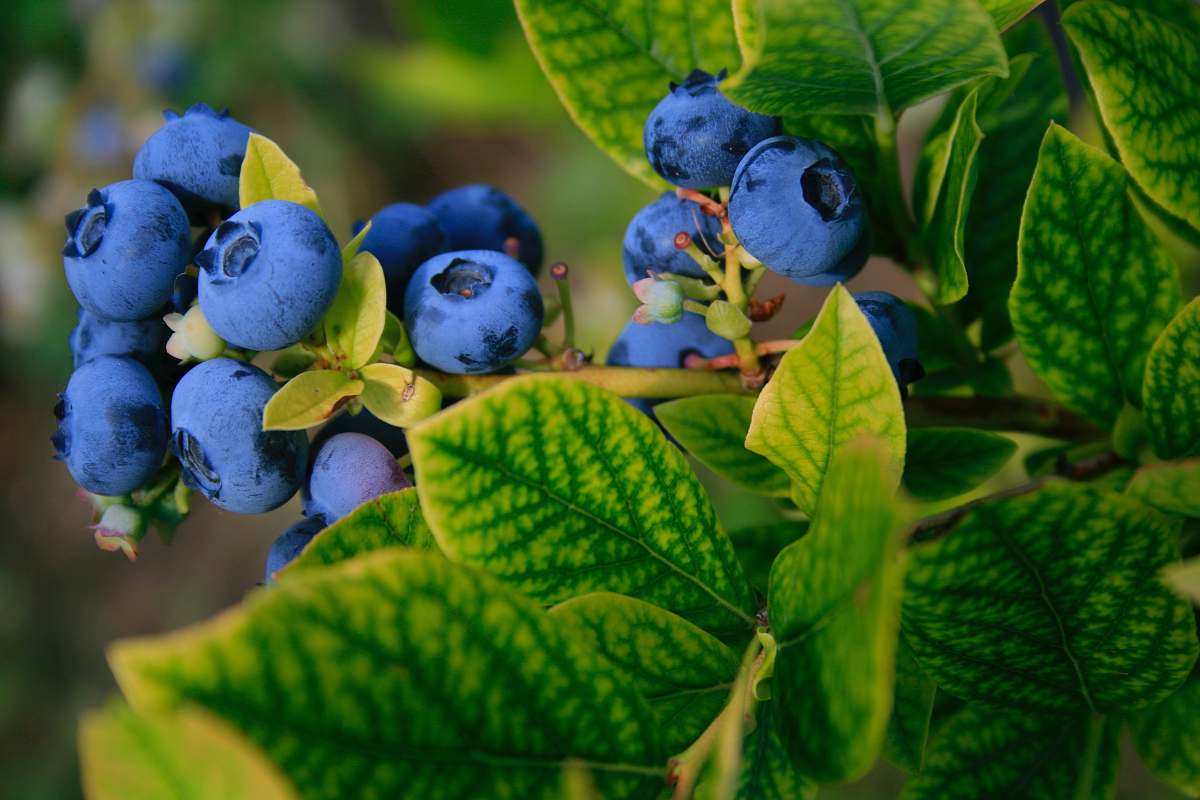 plant selective focus photography of blue berries blueberry