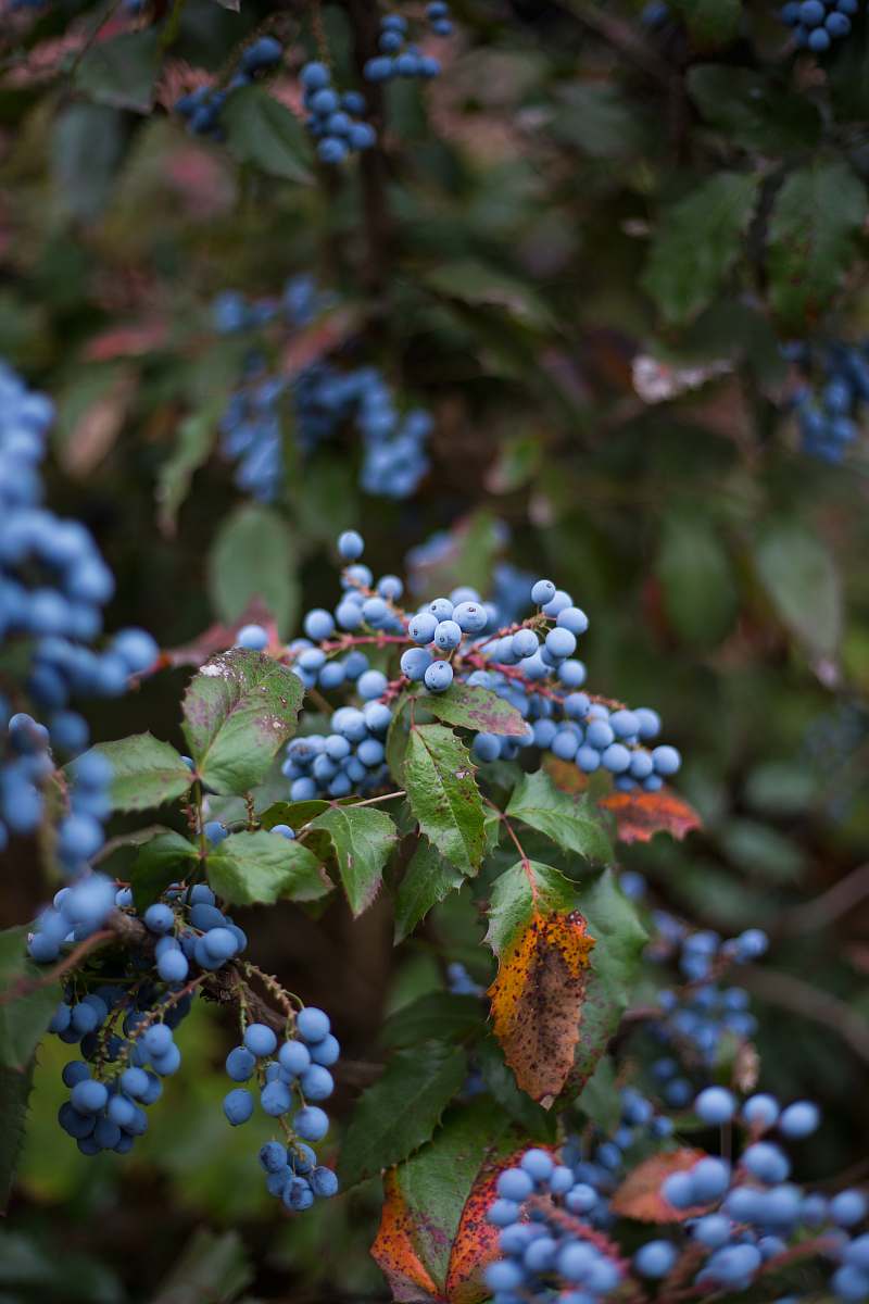 fruit selective focus photography of blue fruits blueberry