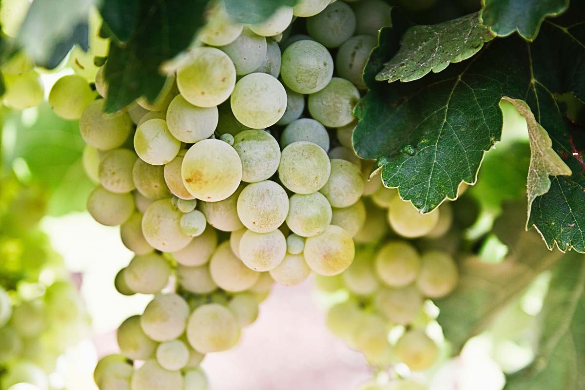 fruit selective-focus photography of green grapes grapes