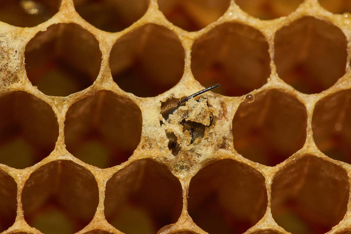 honey selective focus photography of honey comb honeycomb