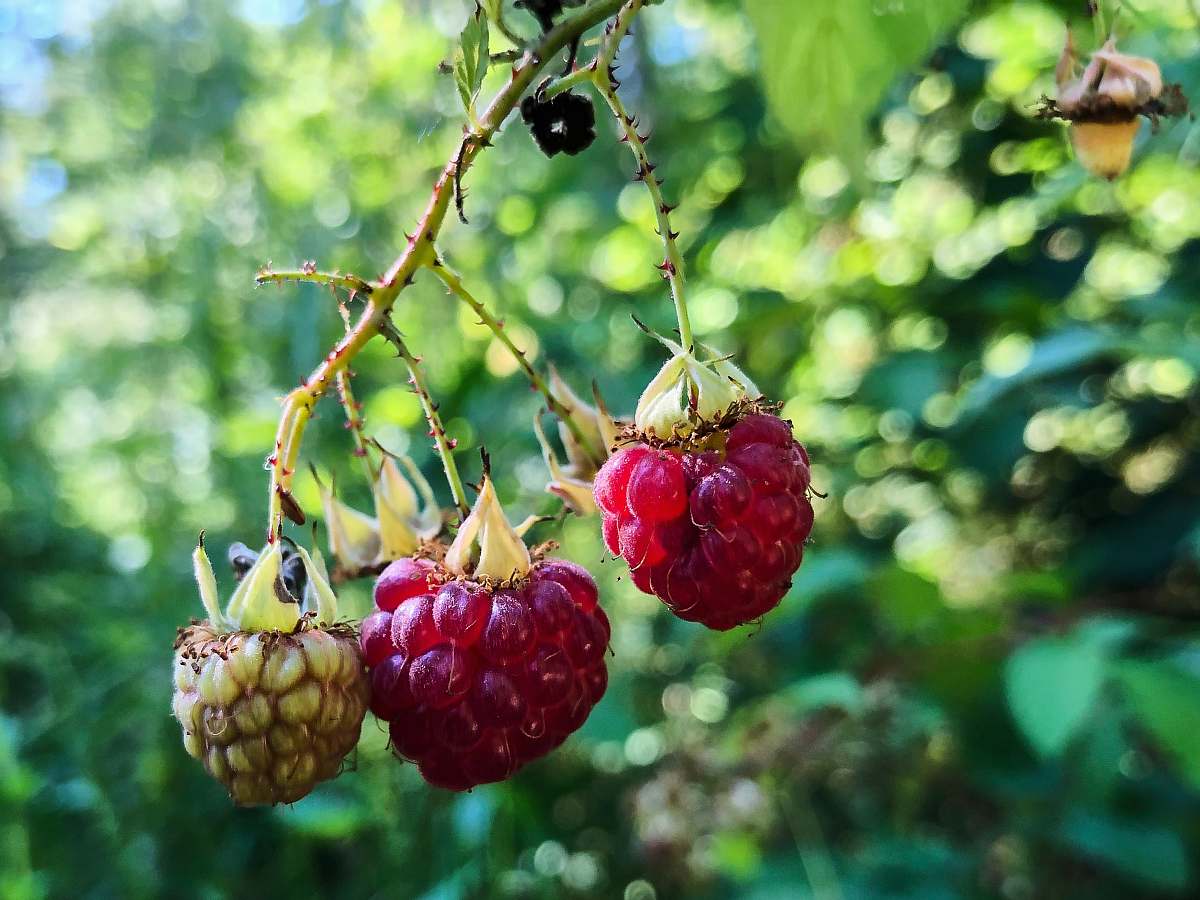 plant selective focus photography of red and green fruits fruit