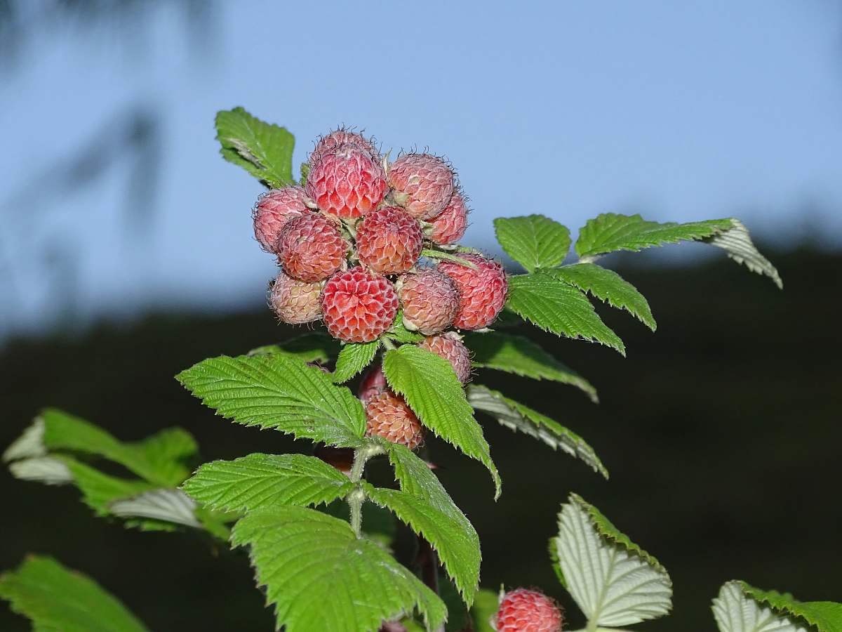 plant selective focus photography of red flowers fruit