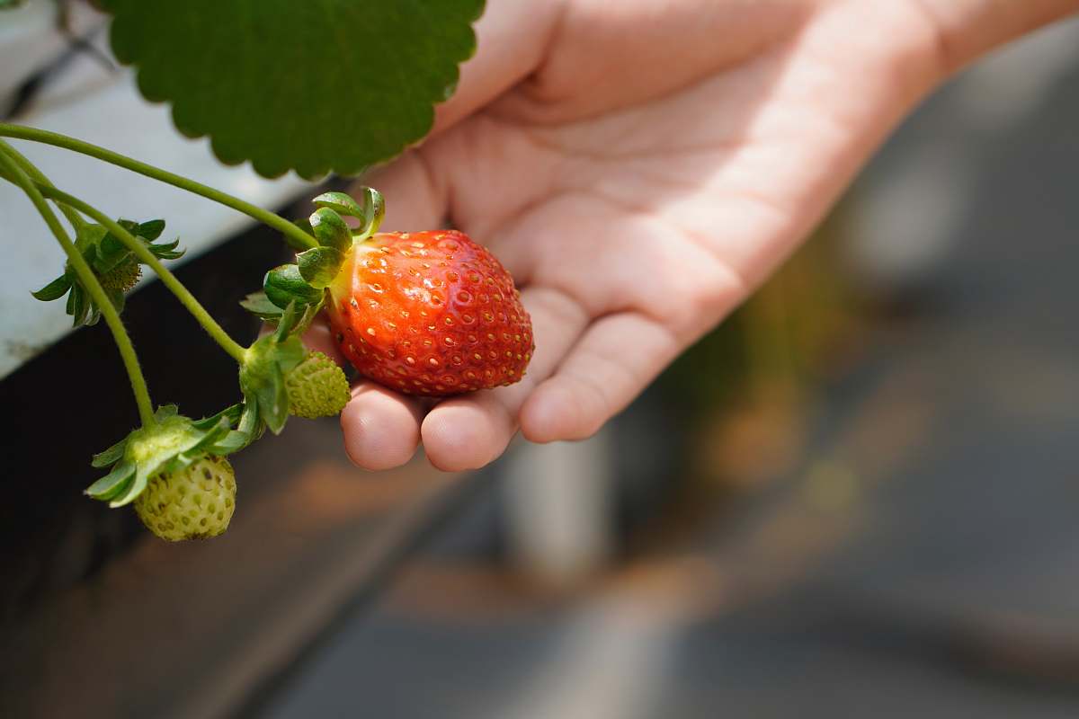 fruit selective focus photography of red strawberry plant