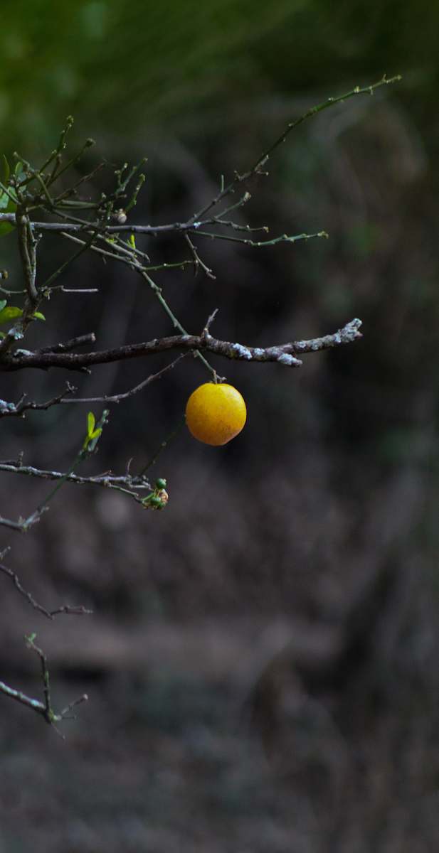 fruit selective focus photography of round yellow fruit hanging from a tree citrus fruit