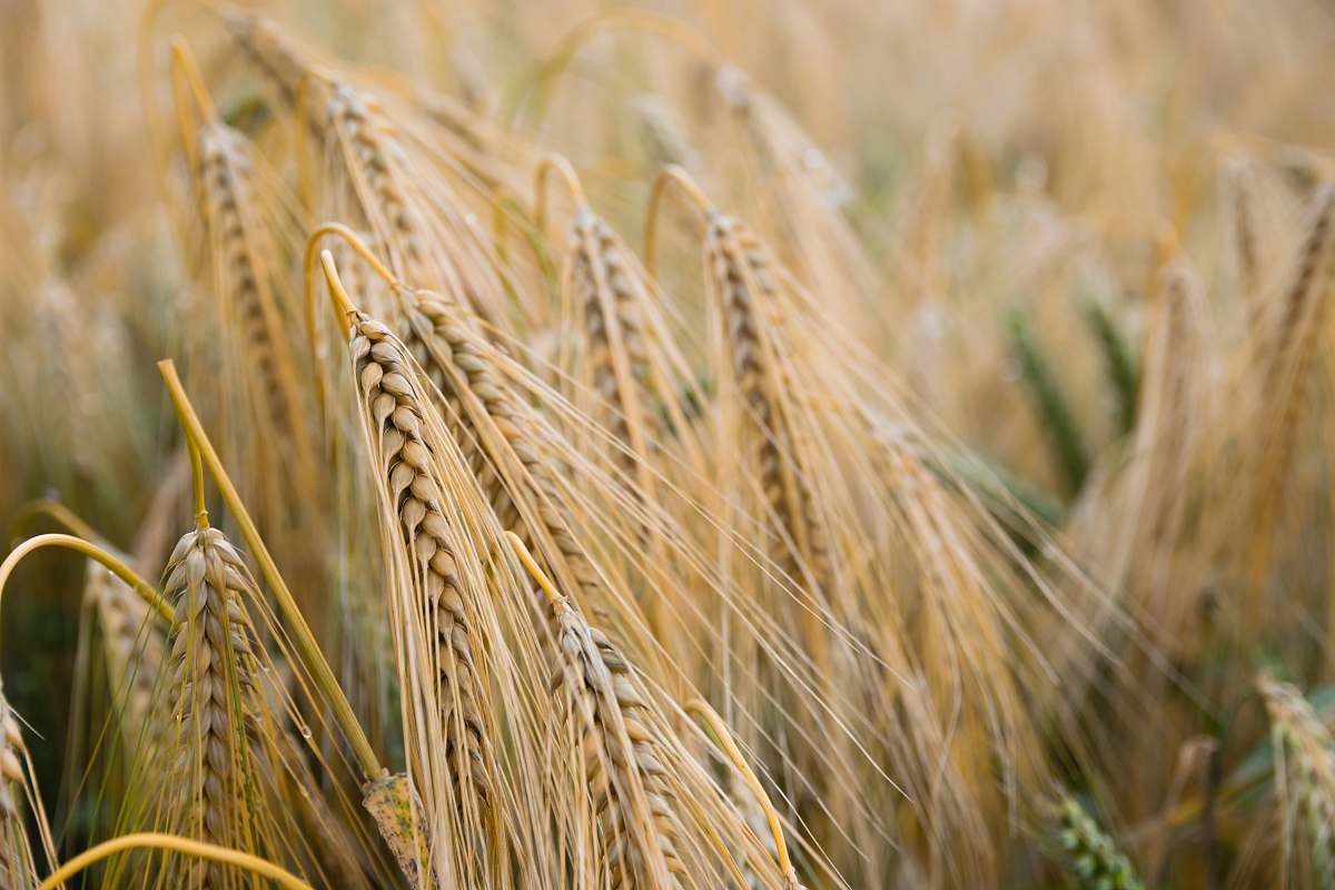 plant shallow focus of rice grains grain