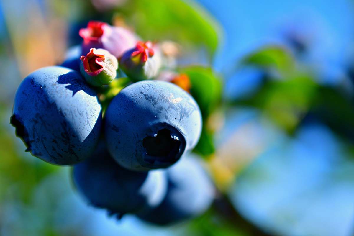 plant shallow focus photo of blueberries blueberry