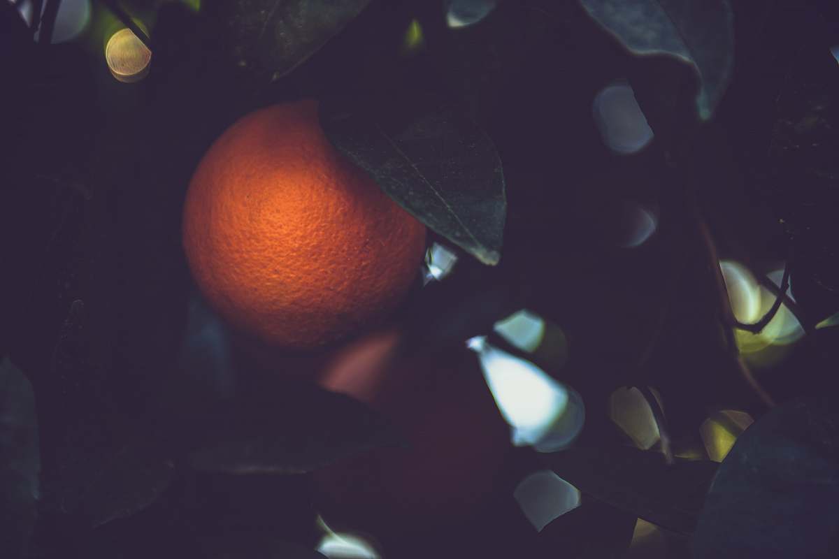 fruit shallow focus photo of orange fruit citrus fruit