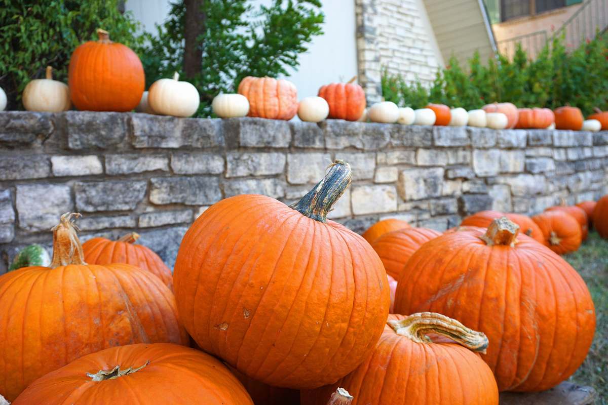 Pumpkin Shallow Focus Photo Of Orange Pumpkins Plant Image Free Photo