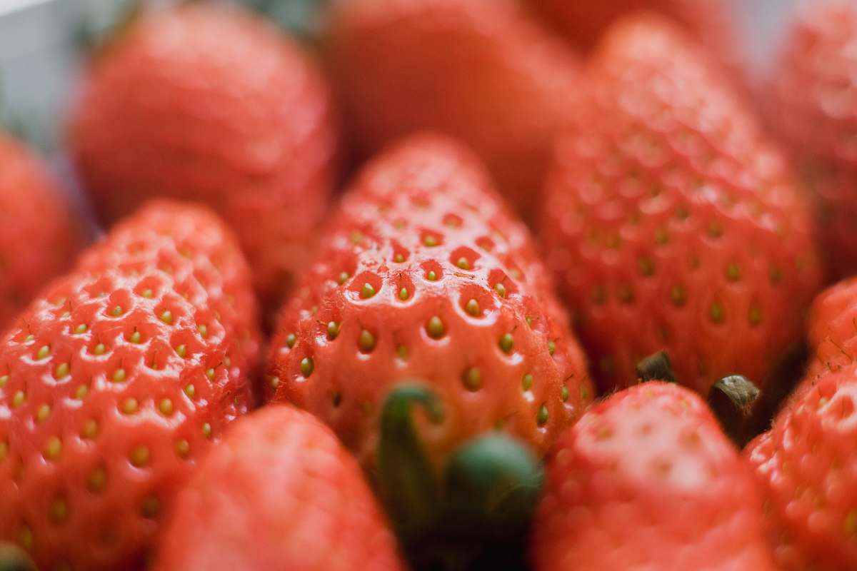 fruit shallow focus photo of strawberries flora