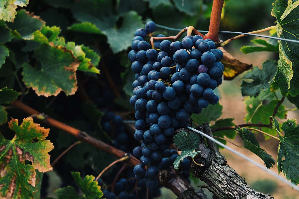 fruit shallow focus photography of bluberries grapes