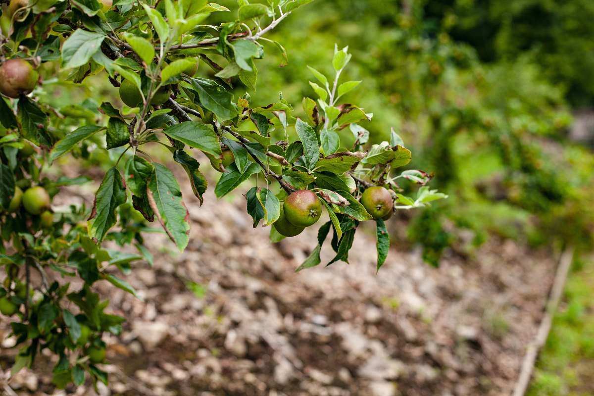 apple shallow focus photography of green-leafed plant fruit
