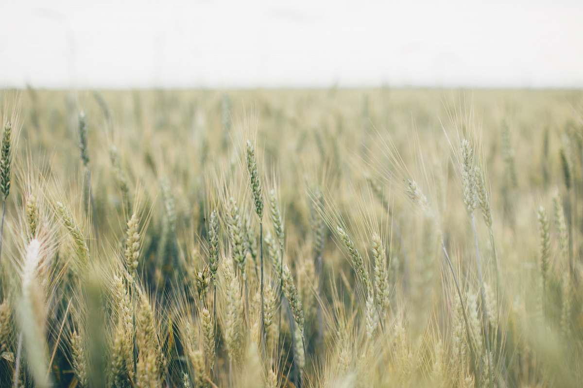 flora shallow focus photography of green leafed plant grain