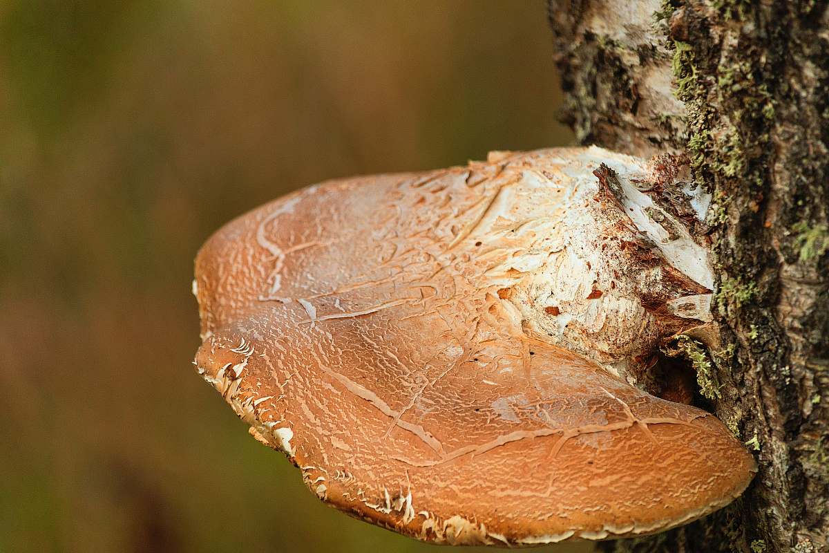 plant shelf fungus on tree bread