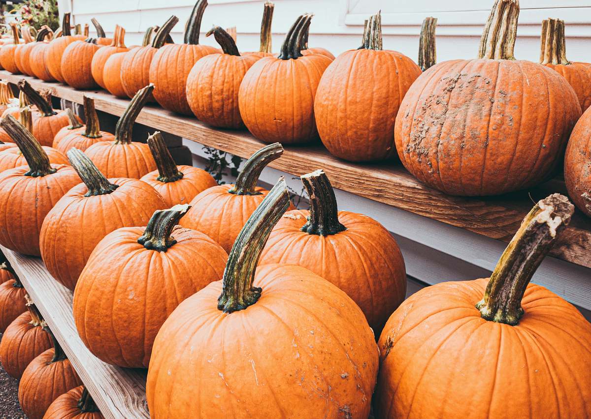 plant shelves of orange pumpkins pumpkin
