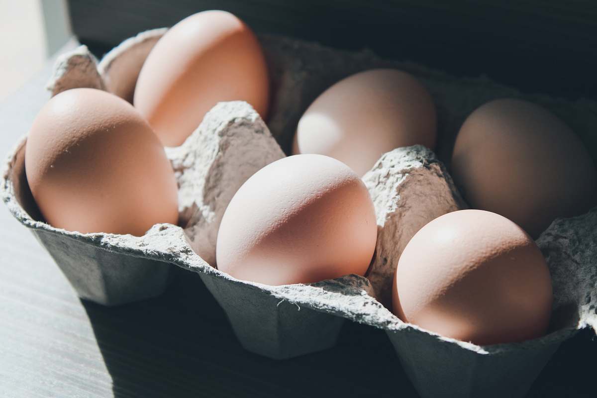 human six eggs on tray egg