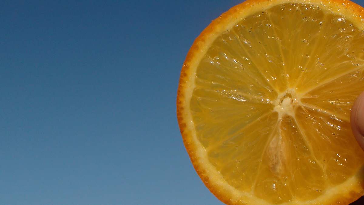 orange slice of orange plant